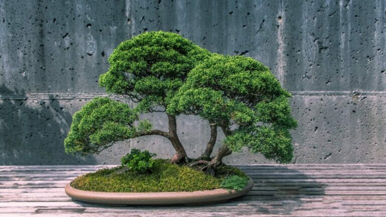 Where To Put Bonsai Tree Feng Shui