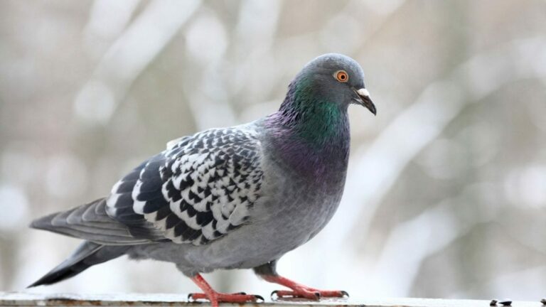 How To Keep Pigeons Off Your Balcony Safely: Effective And Humane Methods | Lifestyle News