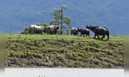 Kaziranga National Park partially reopens for jeep safaris ahead of schedule