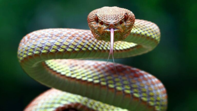 These Simple Things Can Chase Snakes Away Instantly, Keep Them Handy | Lifestyle News
