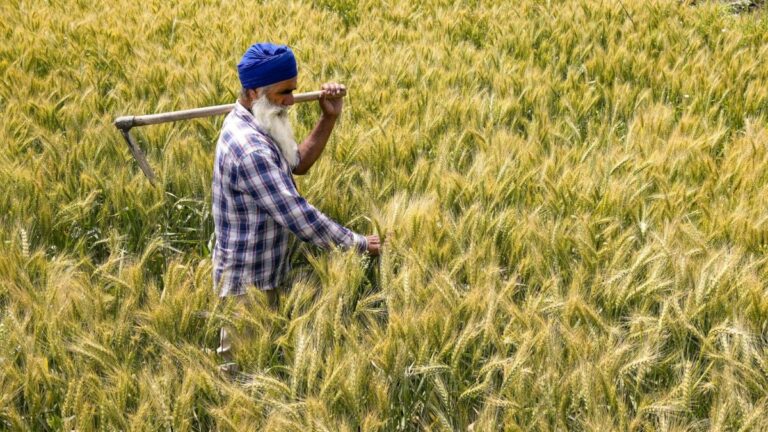 MSP Hike: Cabinet Approves Rs 160 Rise In Wheat Price To Rs 2,585 Per Quintal | Business News