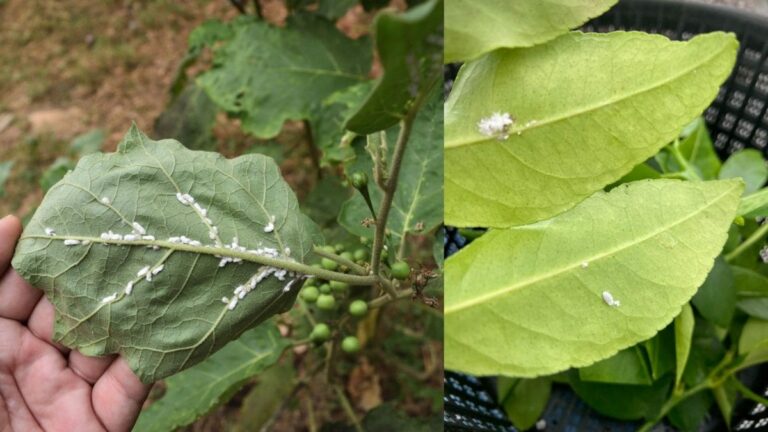 No Pesticides Needed: One Shampoo Sachet Can Save Your Garden | Lifestyle News