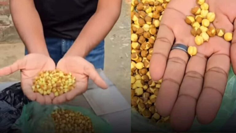 Man ‘Reveals’ Roasted Chickpeas Contain Harmful Chemicals Linked To Cancer: ‘Ghor Kalyug Hai’ | Video | Viral News