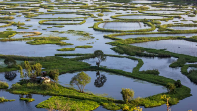 Keibul Lamjao National Park Floating Sanctuary in Loktak Lake Manipur